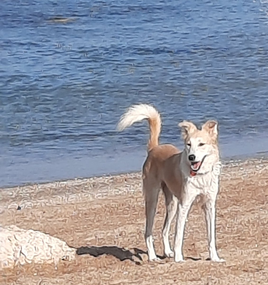 ShirleySimovich's tweet photo. ד"ש מחוף הים
@fluffmyfeed https://t.co/FnEaT5qKOT