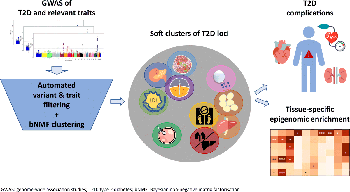 Ten genetic clusters of T2D identified in expanded soft clustering analysis using a high-throughput pipeline for variant and trait pre-processing 
<a href="/miriam_udler/">Miriam Udler</a> @hyunkyungkim_ <a href="/CGM_MGH/">CGM at MGH</a> <a href="/broadinstitute/">Broad Institute</a> #T2D #softclustering #bNMF  bit.ly/3QlsQtj