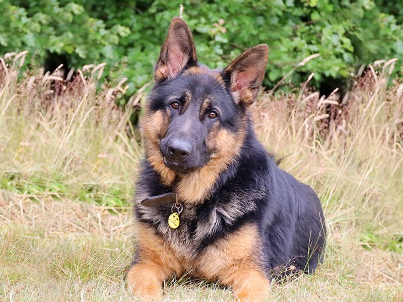 Animal Adoptions UK 🐕‍🦺🐈🐎❤️ tweet media