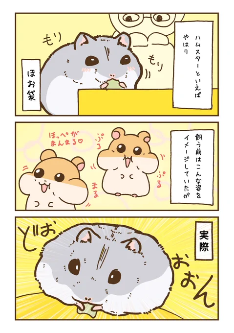 ハムスターのほお袋
 #ハムスターのいる暮らし 