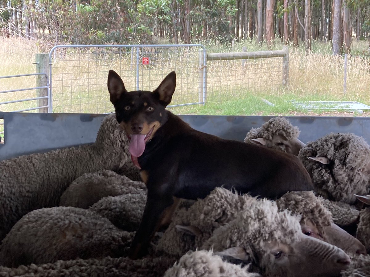 Gee it’s a good moment when your pup backs the force yard for the first time!