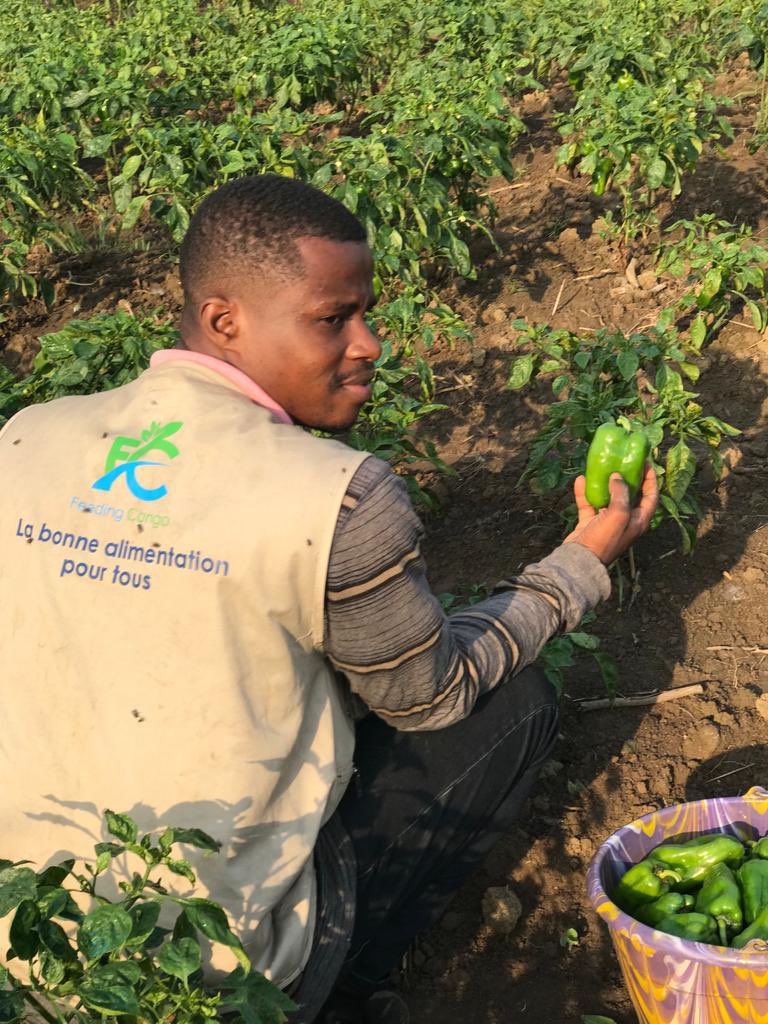 FeedingCongo's tweet photo. FeedingCongo: PME avec NRC | 5 associés (médecins de la diaspora RDC) ds l’agribusiness | 200ha ds le KC | 4 employés permanents | Vision: autosuffisance alimentR en RDC, socle du dvpmt du capital humain |
 @PmeFec @MichelMuvudi @PierrotTibasima @tisyamukuna @agriboostconsu1 https://t.co/fTercu4DDh