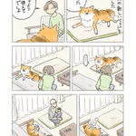 愛犬に犬用の新しいベッドを買ってあげるも･･･!ある犬漫画が話題に!