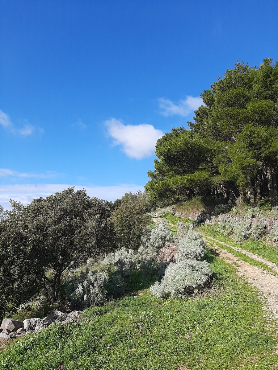 DanielaManchia1's tweet image. Beyond the horizon 💫
#natureguide #natureconnection #shinrinyoku #hikingguide #forestbathing #sardegna