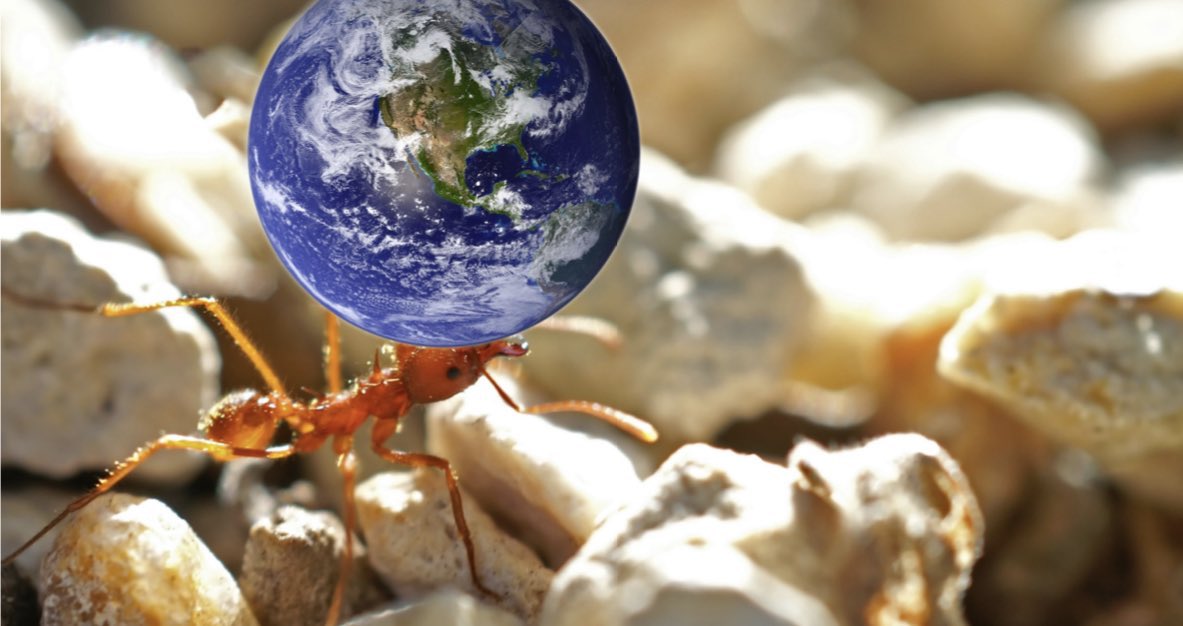 Soil Biodiversity tweet media