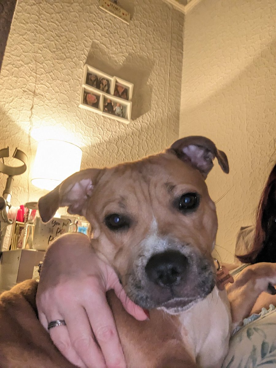 Good morning everypawdy and a happy New year. Haven't been here for a while, hope you're all well. Maybe a little boop if you please xx