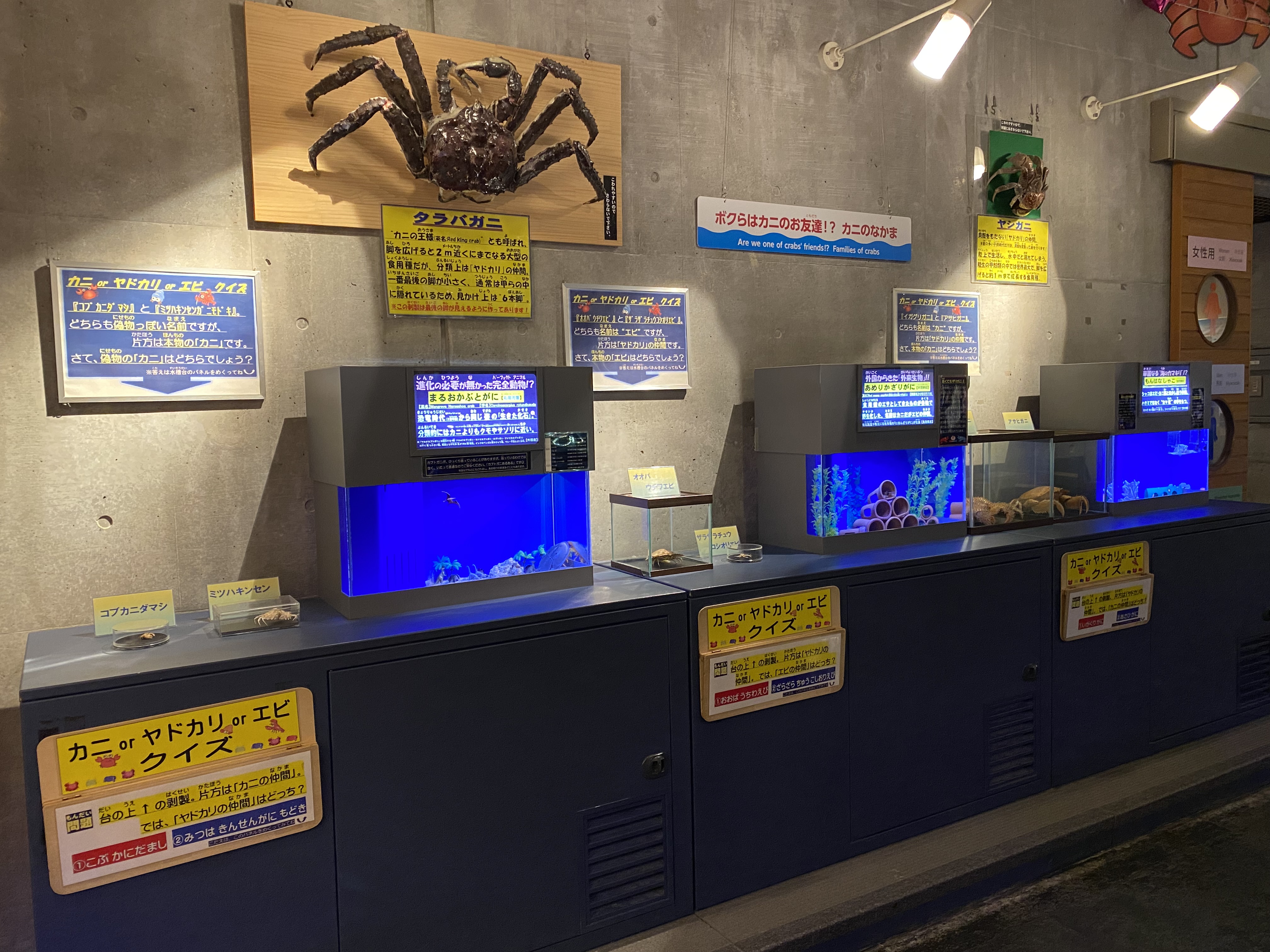 蟹取県立とっとり賀露かにっこ館 Tottori Karo Crab Aquarium 公式 Kanikkokan Twitter