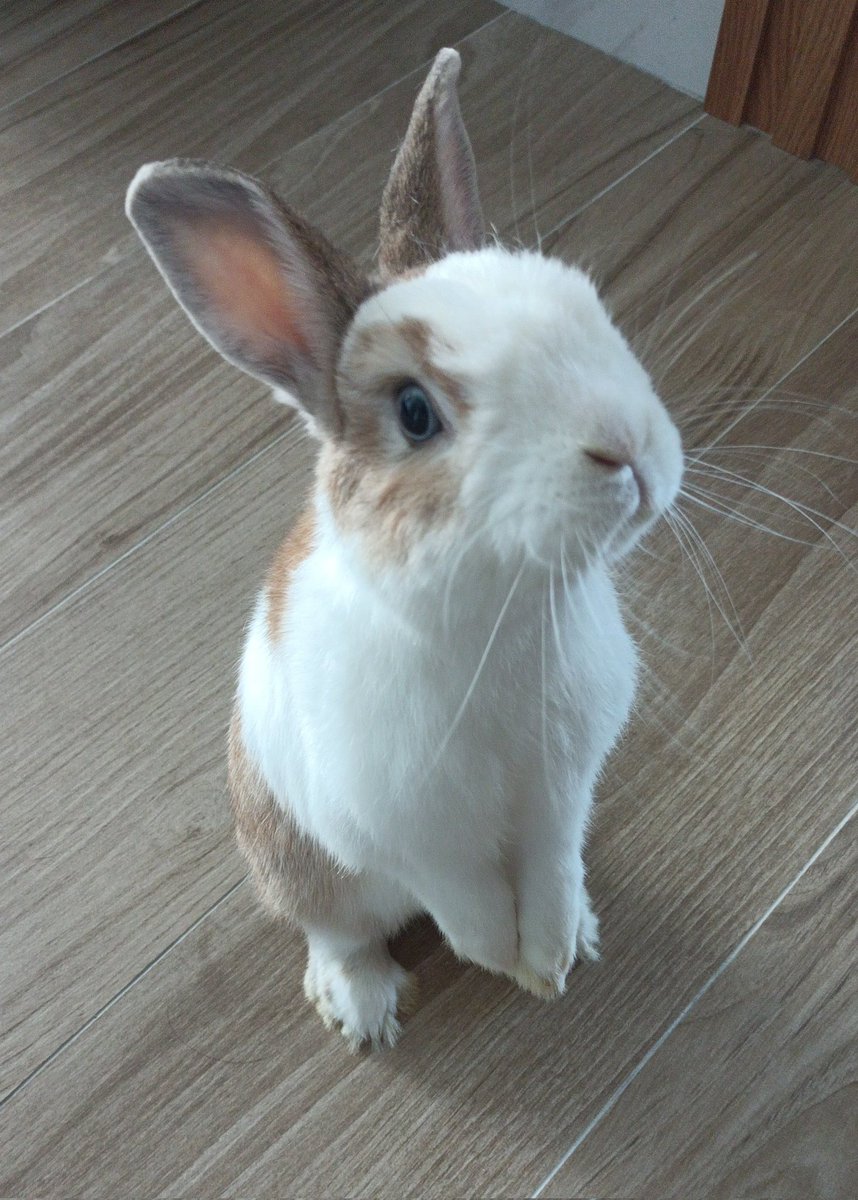 Treats?

#rabbit #rabbitlife #rabbitlove #rabbitsofinstagram #rabbitsofig #rabbitrabbit #rabbitsworldwide #rabbitlover #rabbitoftheday #rabbitofinstagram #rabbithole #rabbitcute #rabbitaccount #rabbitlovers #rabbitsoftheworld #rabbitgram #rabbitfood #rabbitsofinsta #rabbitofig