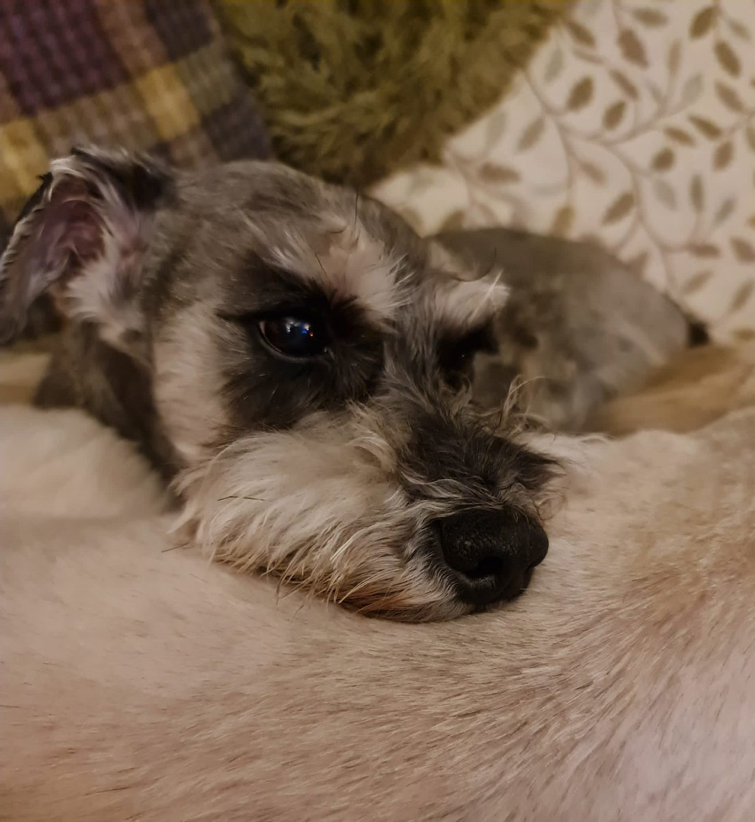 Mungo 🧡 He knows how lovely it is to have a comfy place to rest your head. His sister’s back makes for a comfy pillow 🥰

#puppyfarmsurvivor #rescueschnauzer #rescuedog #feelgoodfriday #Schnauzerfest