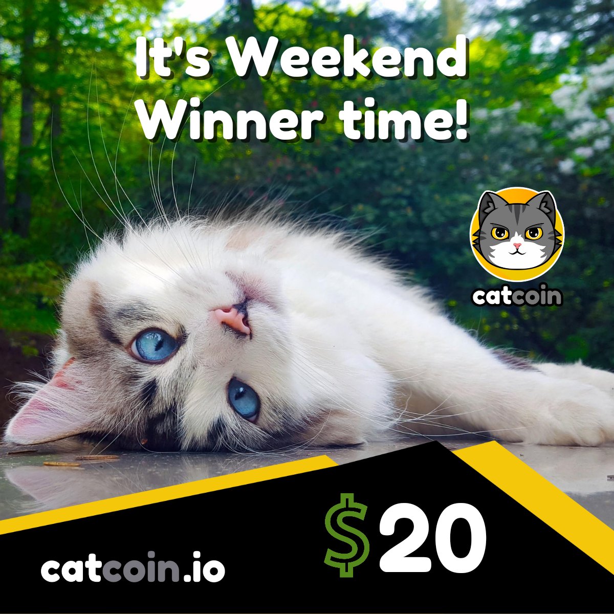 WEEKEND WINNER

Join this $20 giveaway by:
• Following <a href="/officialcatcoin/">Official Catcoin</a>
• Retweeting
• And commenting 
#Catcoin #BUSD #giveaway

Ends January 7 at 8AM UTC