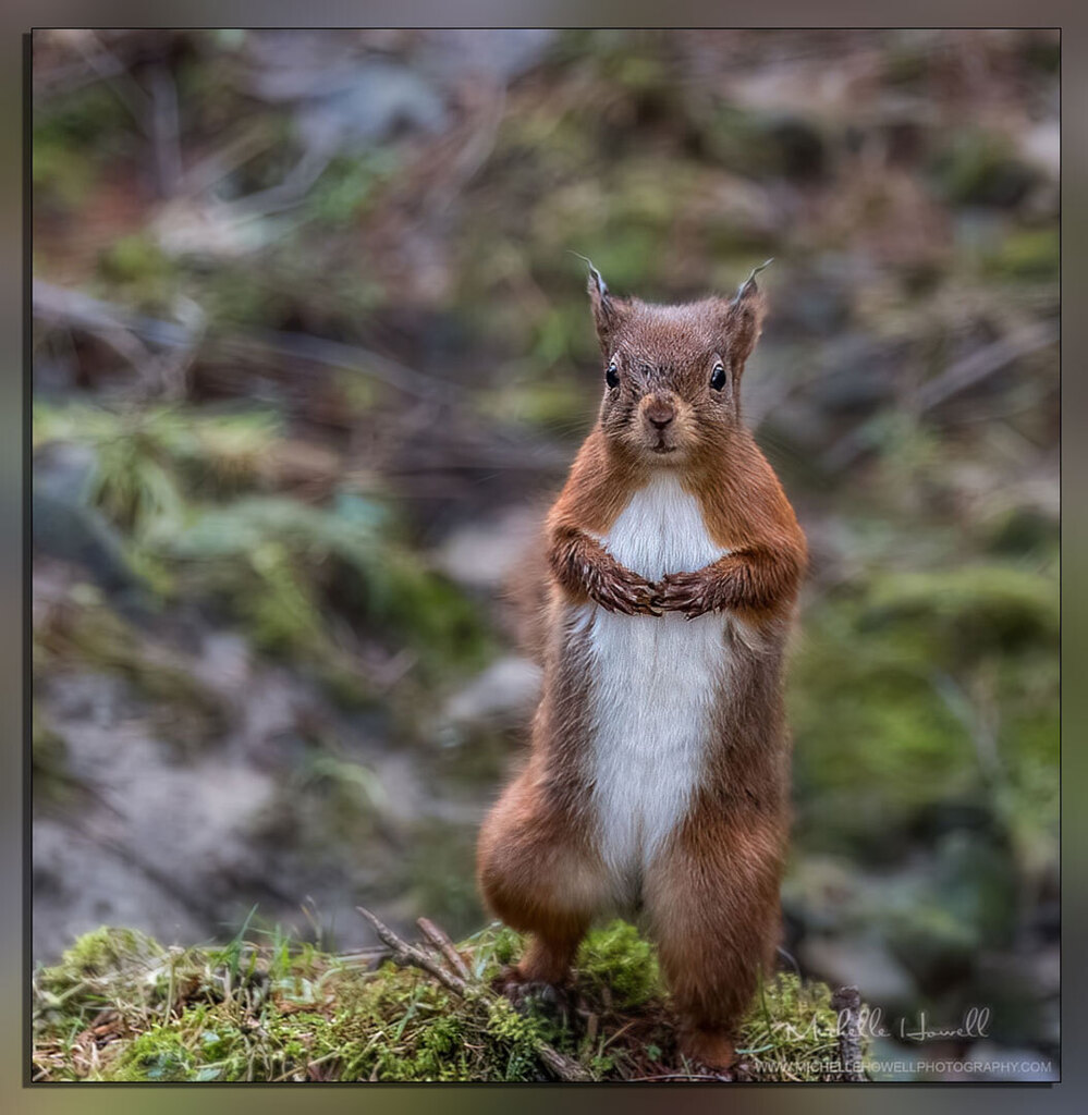 mich_howell's tweet photo. 'Scuse me, do you have food?🤣
@michellehowellphotos
#redsquirrel #redsquirrels #redsquirrelsofinstagram #ukwildlife #nature #naturephotography #britishmammals #cuteanimals #sheclicksnet #animal #twitternaturecommunity #britishwildlife #wildlife #michellehowellphotos #natur… https://t.co/twCc66YRI4