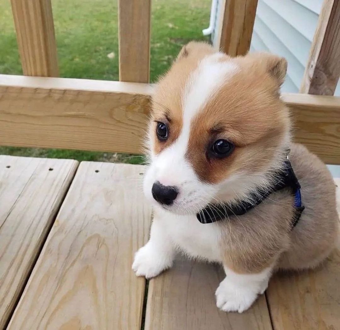 corgifanss's tweet photo. Goose is cookin up trouble
#corgicrew #corgi #CorgiLover #corgis #corgibreeder #pembrokewelshcorgi https://t.co/PVuoafe7uH