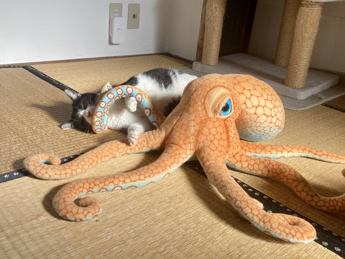 Daniil Medvedev <a href="/DaniilMedwed/">Daniil Medvedev</a> hanging out with small cat 🐙 🐈‍⬛

📷 credit: <a href="/muddycat_atami/">熱海 Muddy Cat</a>

#medvedev #medwed33 #daniilmevedev #medvedevsmallcat #tennis #ausopen #australianopen #DaniilMedwed