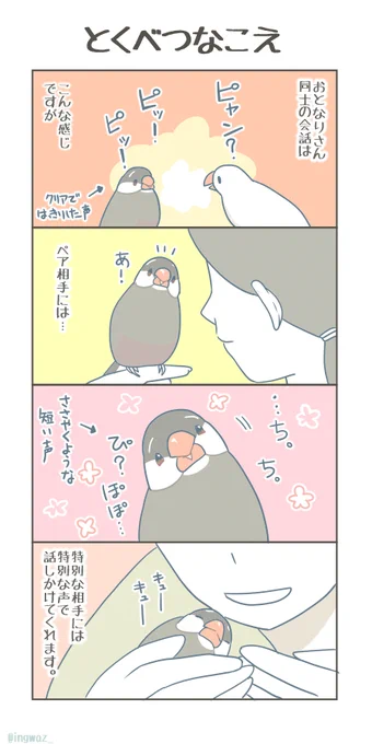 くるみさんの思い出。
とくべつなこえ

#Buncho #javasparrow #文鳥 