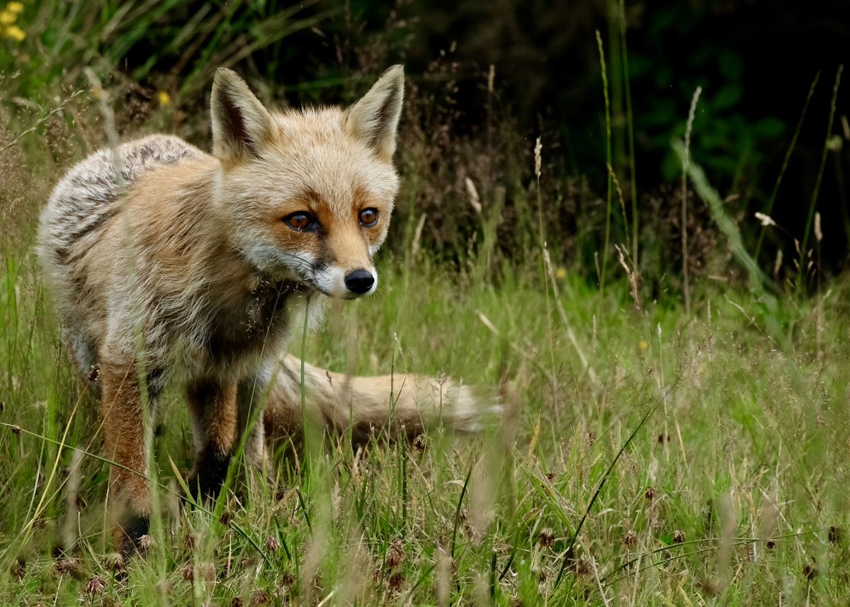 simonconnettcom's tweet photo. @BraydenCreation Theres no fox like an old fox https://t.co/1n9eAwquC2