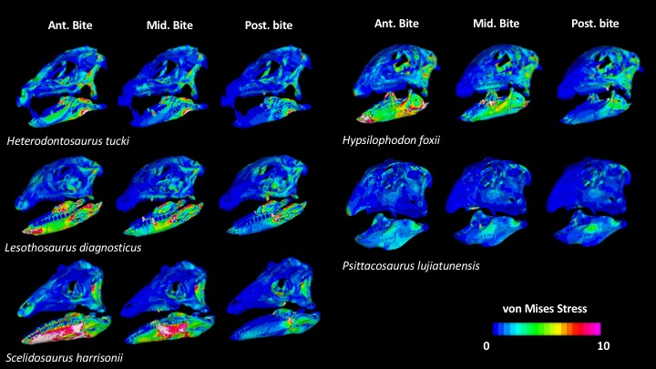 MarcEHJones's tweet photo. New paper out this week investigating the biomechanics and evolution of plant eating #dinosaurs 

Led by @ItsDavidButton, with me, @PalaeoStephan, @LauraBPorro, and @NHMdinolab, and funded by @NERCscience. 

#FossilFriday #NHMdino #OpenAccess |  
https://t.co/dJFE3N5Eiz | https://t.co/DeT2YvSIn9