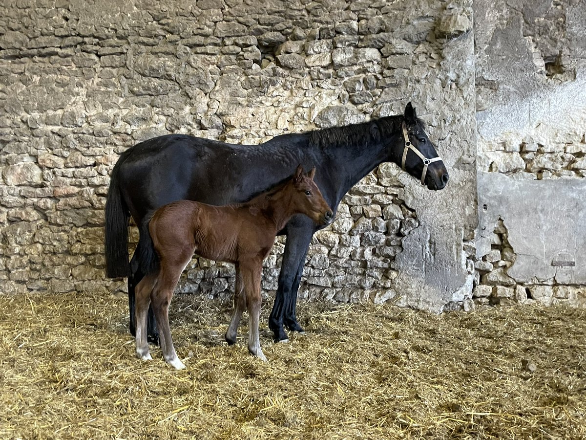HarasDeCercy's tweet photo. 🌟First foal for blue-blooded first season sire #Zaskar … and it’s a girl ! Born earlier this week, this filly is out of the winning #VoixDuNord mare Doriane. A promising start at stud for the son of #SeaTheStars and #Zarkava with this lovely filly full of quality ! https://t.co/ul75G1onfN