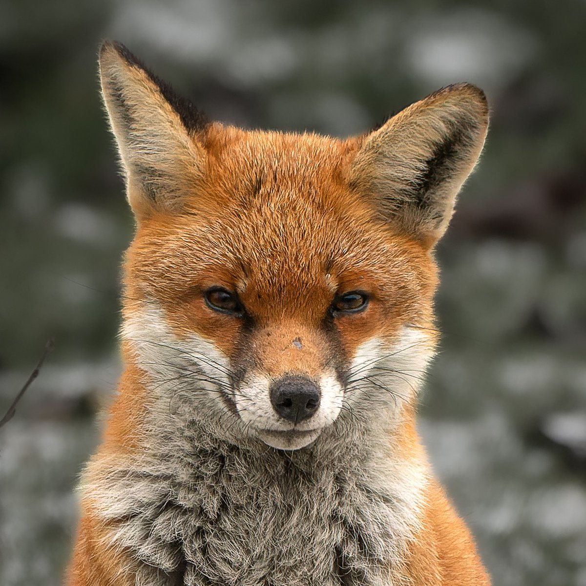 Fox Friday 🦊🥰🦊@ChrisGPackham @BBCCountryfile @BBCSpringwatch @WildlifeMag @bbcmtd @ExpressandStar #FoxOfTheDay #foxeyes #fox #ilovefoxes #NatureBeauty #NaturePhotography #wildlifephotography #wildlife #photooftheday