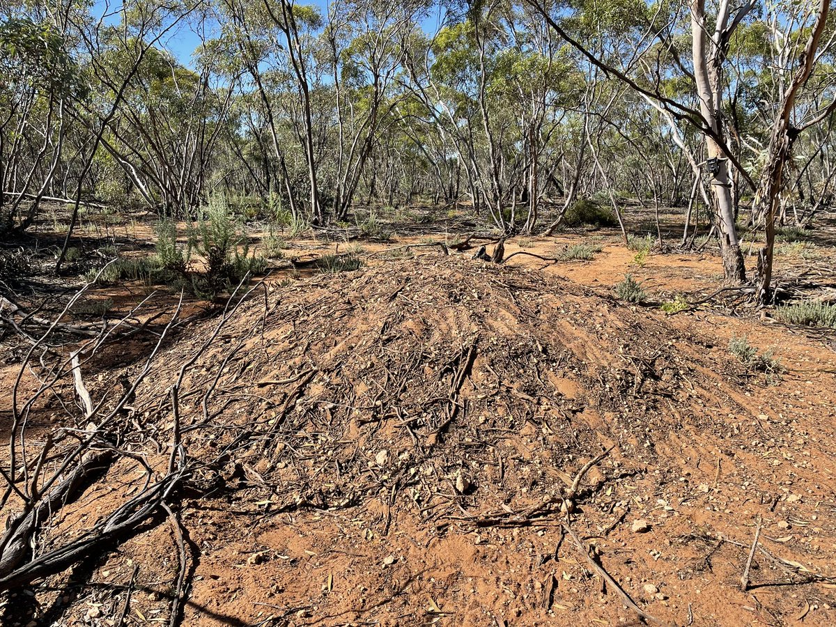 20-odd years and I still meet landholders that blow my mind. Today a bloke showed us the wetlands he’s actively managing for painted-snipe, bitterns &amp; native fish, with a side trip to one of the active malleefowl mounds he’s monitoring. All power to private land conservationists.