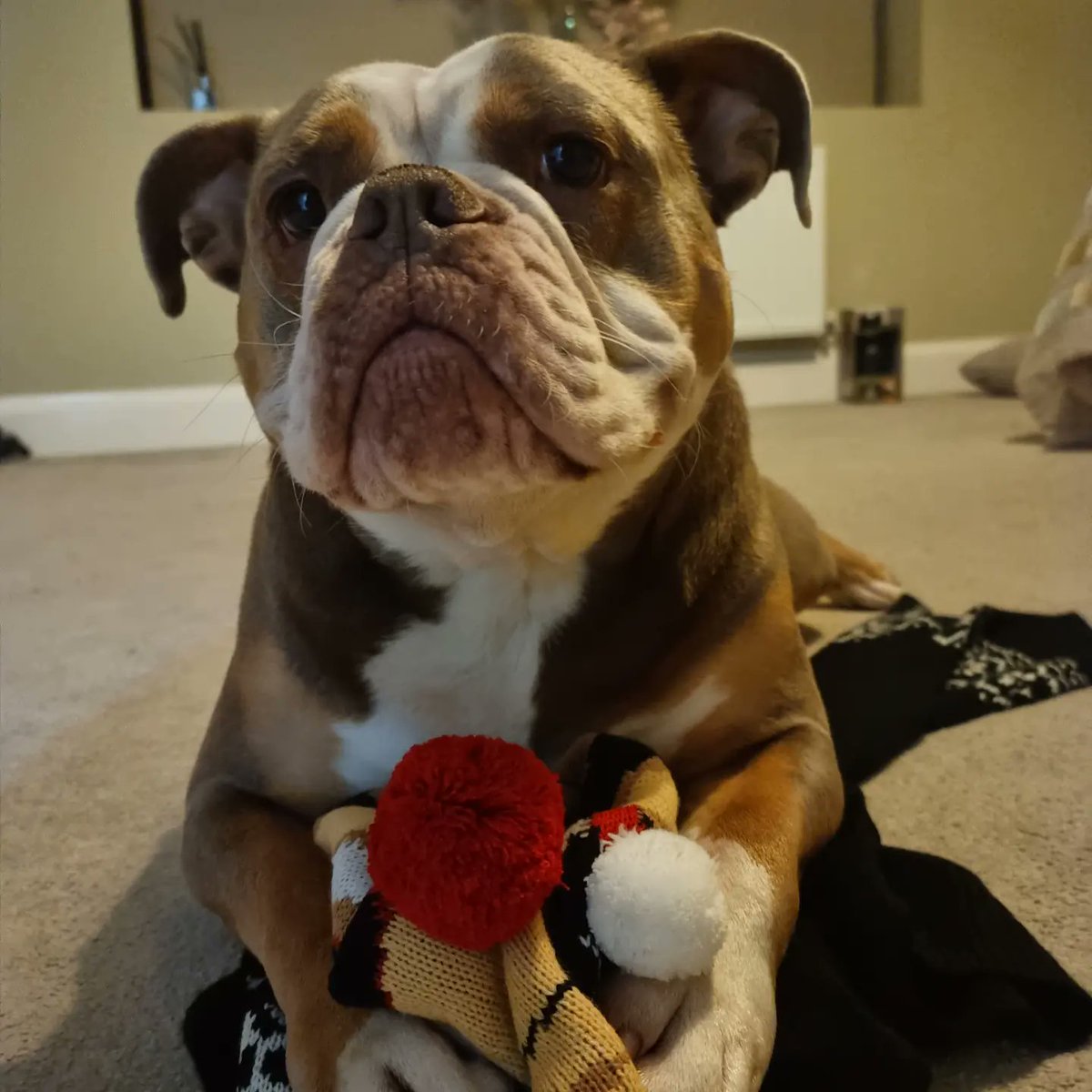 GoodySoftcat's tweet photo. @We_Like_Dogs Hello Sid I'm Maggie https://t.co/dy6dkcyVAq