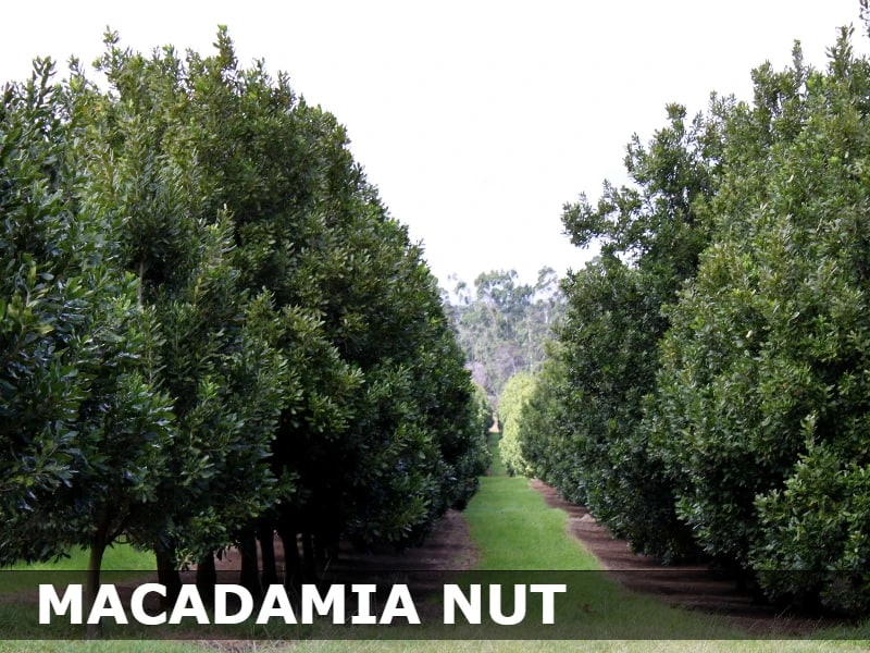 housavans's tweet photo. Macadamia https://t.co/pfBCmViP50