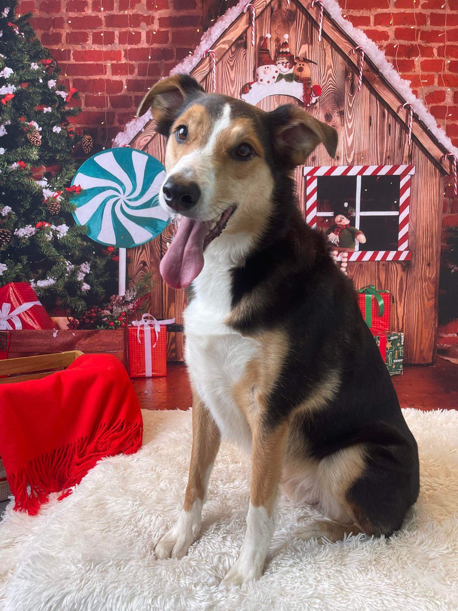 ItsTallyPlays's tweet photo. Oh! P.S. Tucker says Merry Christmas!!!

*hangs my head in shame...*

#CantBelieveIForgotToPostThis #MerryChristmas #DogsOfTwitter #TwitterPups #TuckerThePup https://t.co/RTn9PbeeaC