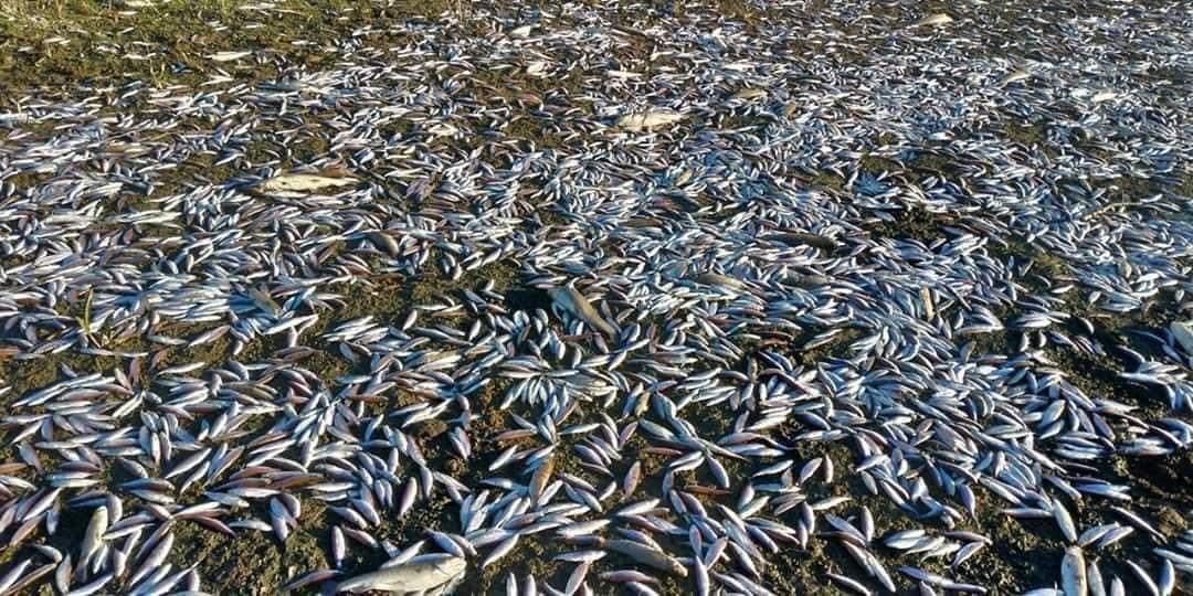 guvenislamoglu's tweet image. Su yok su !!!
İçecek su bulamayacağız !
Hale bak !!!
Bolu Gerede Ulusu (Kocaçay) deresi... Deri,iplik ve jelatin fabrikalarının atıkları dereye akıyor. 
DEREDE SU AKAR ZEHİR DEĞİL. İstanbul&apos;un suyu da Bolu&apos;da geliyor...
@csbgovtr @tcbestepe @boluvaliligi @GeredeBelediyes