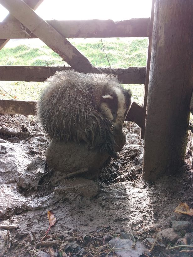 This badger was hung from this snare for 2 days. The badger tried to bite through the snare. He was terrified and injured. How can anyone think this is acceptable. I despair of these sick humans who inflict this cruelty. The stone saved the badger who is doing well.