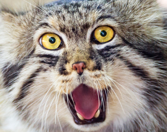 GrumpyManul's tweet photo. Mfw when I drink Soylent https://t.co/BaFSe1GeOE