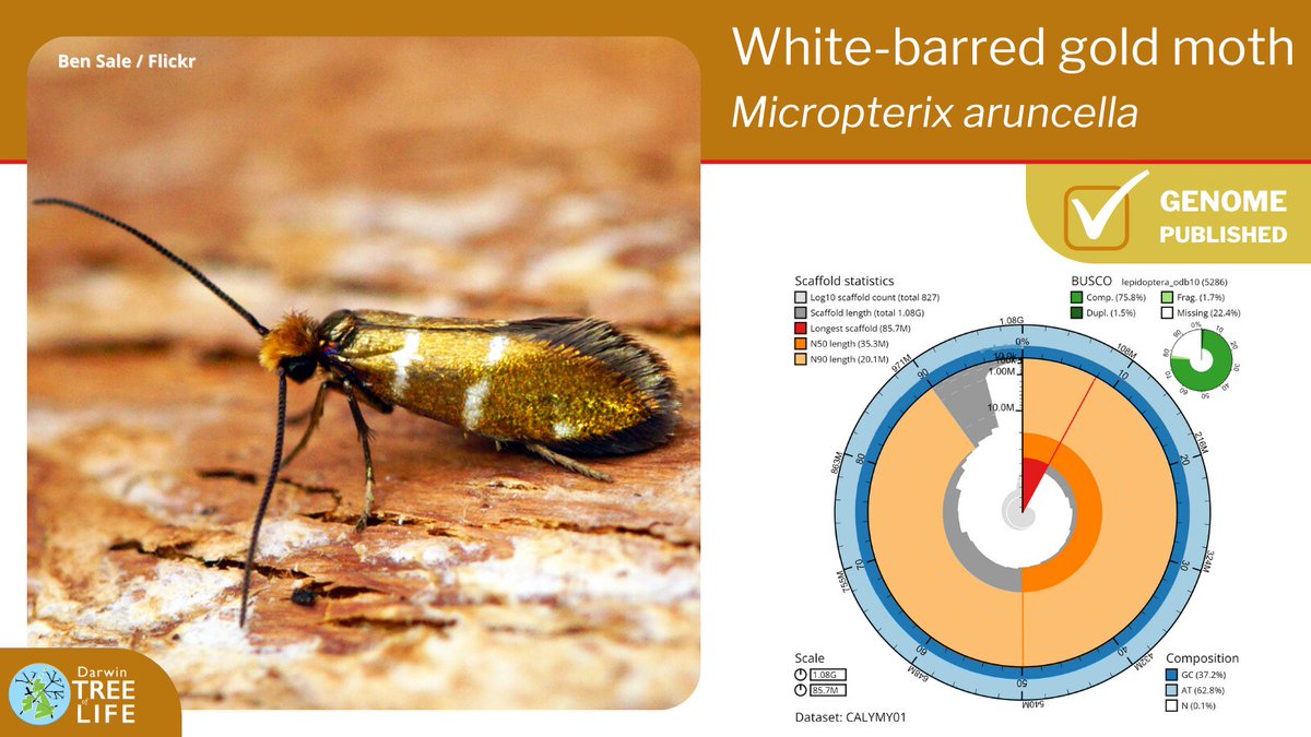 Our latest #DarwinTreeOfLife #GenomeNote: the white-barred gold 🦋 (Micropterix aruncella) Thanks to @GenomeWytham @JamesHammond926 @OxfordBiology @NHM_Science @SangerToL & all who helped generate this #genome🧬 📑 Read how we did it @WellcomeOpenRes: wellcomeopenresearch.org/articles/8-1