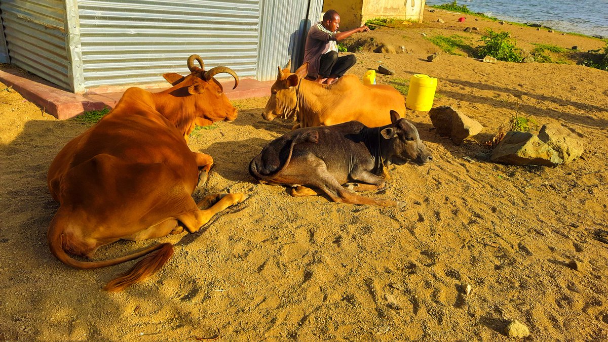 ThunderofAlien's tweet photo. Gold coated cows taking a break on Rusinga Island https://t.co/TzyjxwSQn5