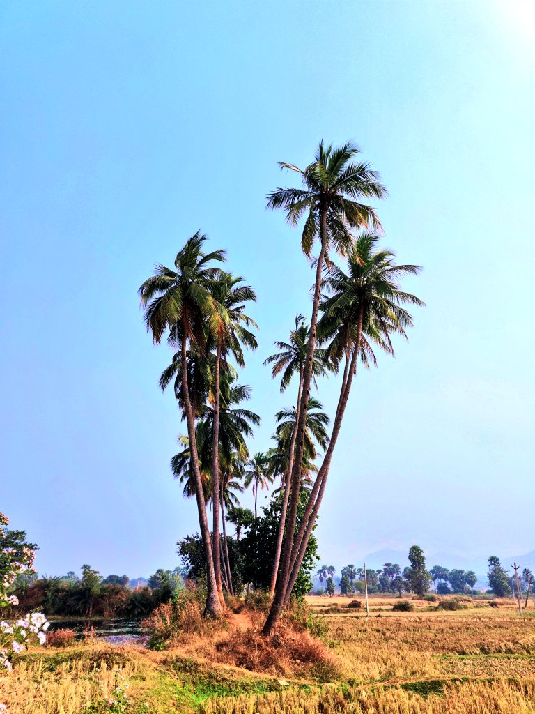 tall &amp; stylish...
Beauty of countryside Odisha.