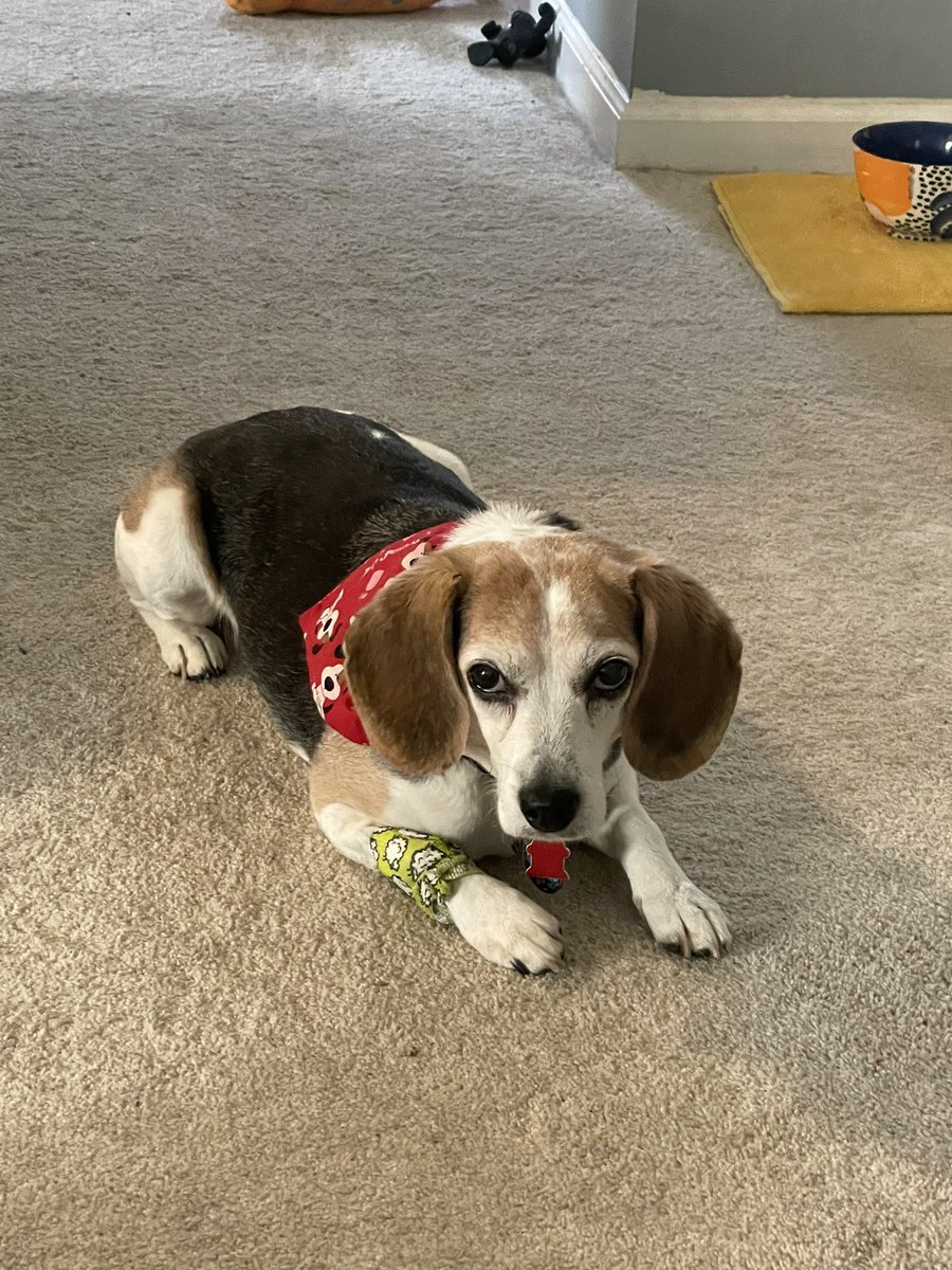Friends! Dey stole my blood! 😱 I did get a cute sheepie bandage, though. And my dogtor woofed I’m adorables, pawfect, and in great shape! ArrroooO!! #proudears 🐑🐾❤️