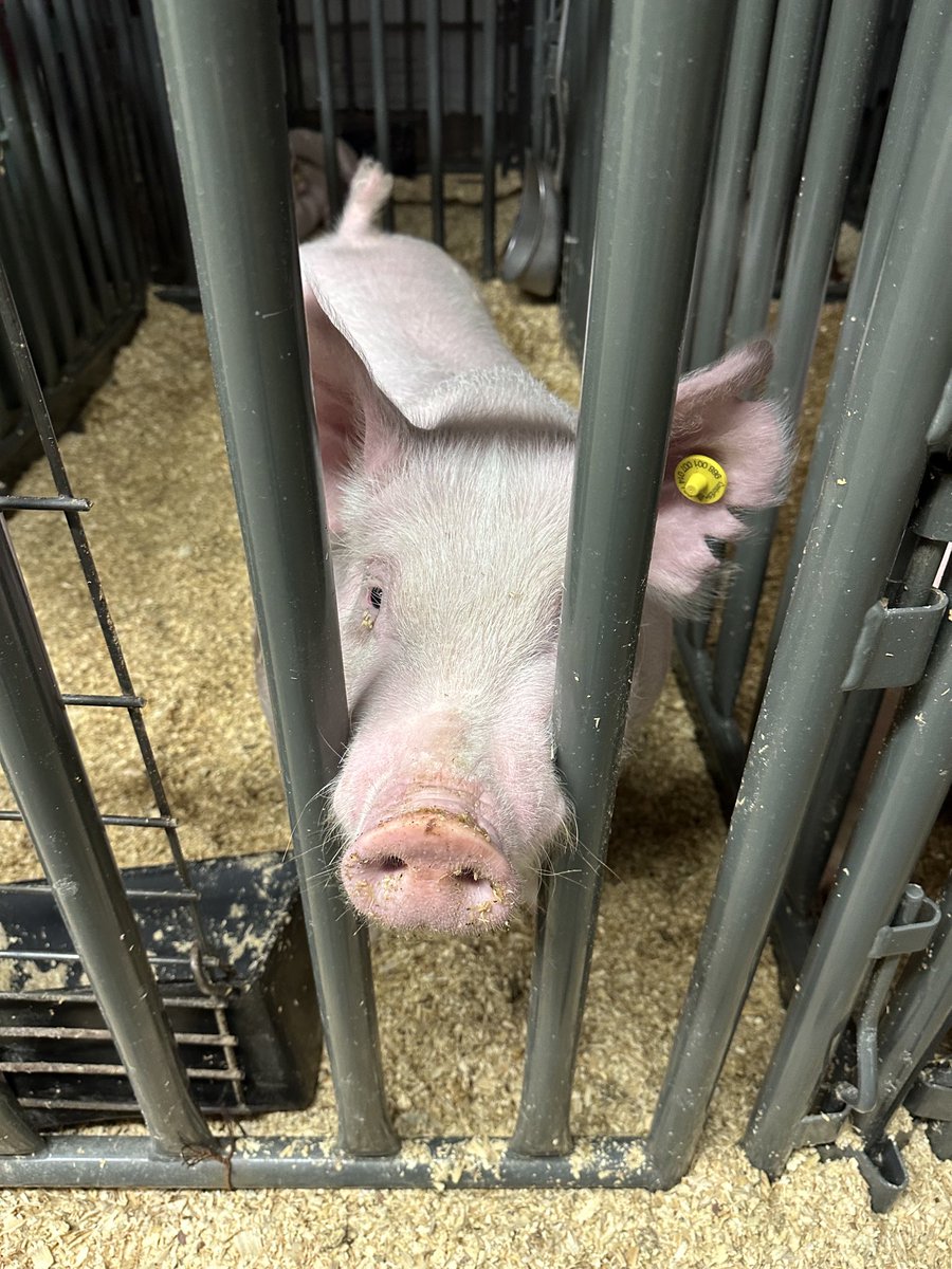 Hferguson28's tweet photo. ⁦Good morning and happy Friday ⁦@ProsperISD⁩ from the agriculture barn ⁦@ProsperFFA⁩ https://t.co/R33kQqTQmn
