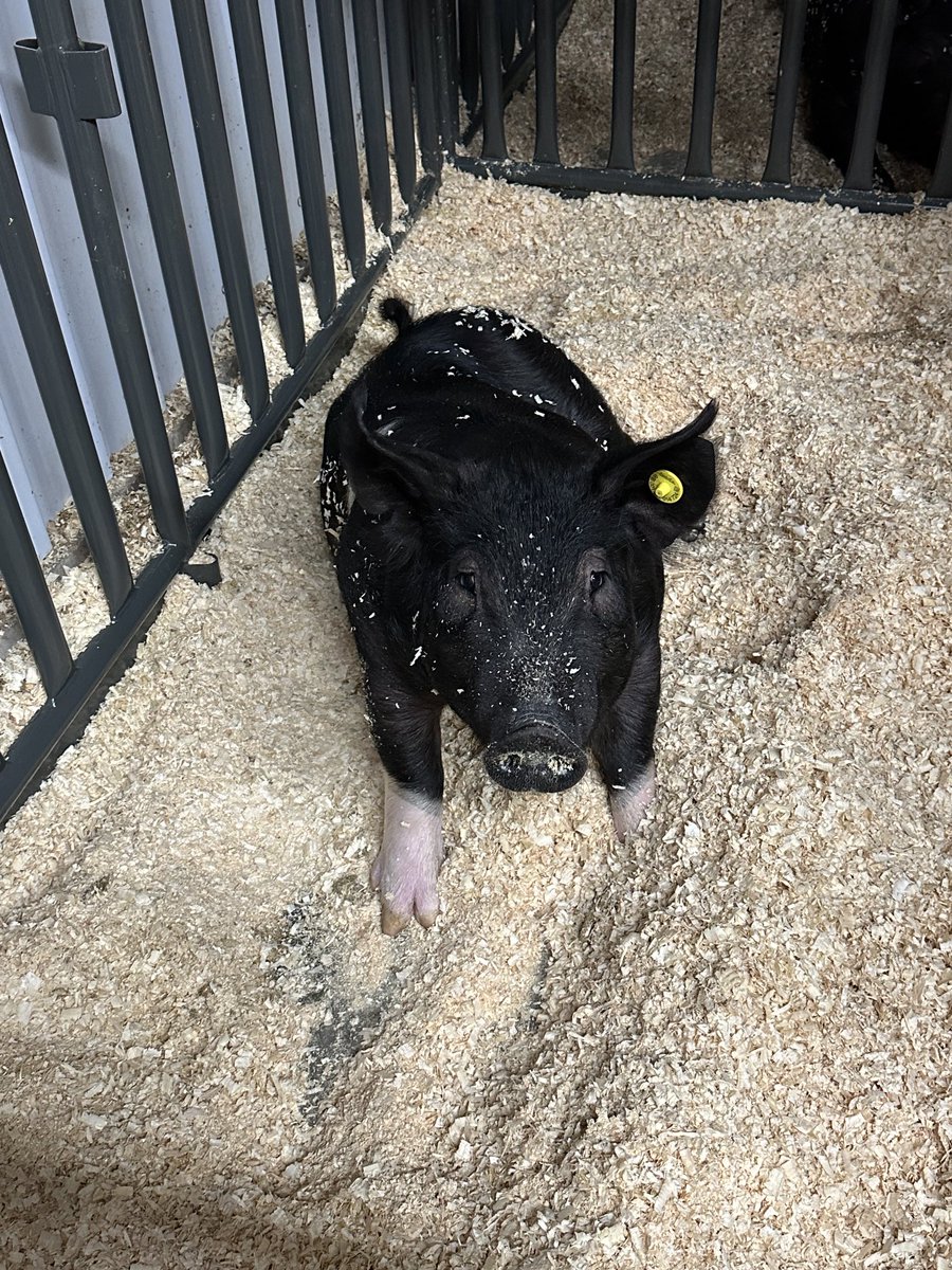 Hferguson28's tweet photo. ⁦Good morning and happy Friday ⁦@ProsperISD⁩ from the agriculture barn ⁦@ProsperFFA⁩ https://t.co/R33kQqTQmn