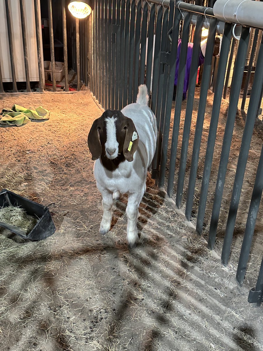 Hferguson28's tweet photo. ⁦Good morning and happy Friday ⁦@ProsperISD⁩ from the agriculture barn ⁦@ProsperFFA⁩ https://t.co/R33kQqTQmn