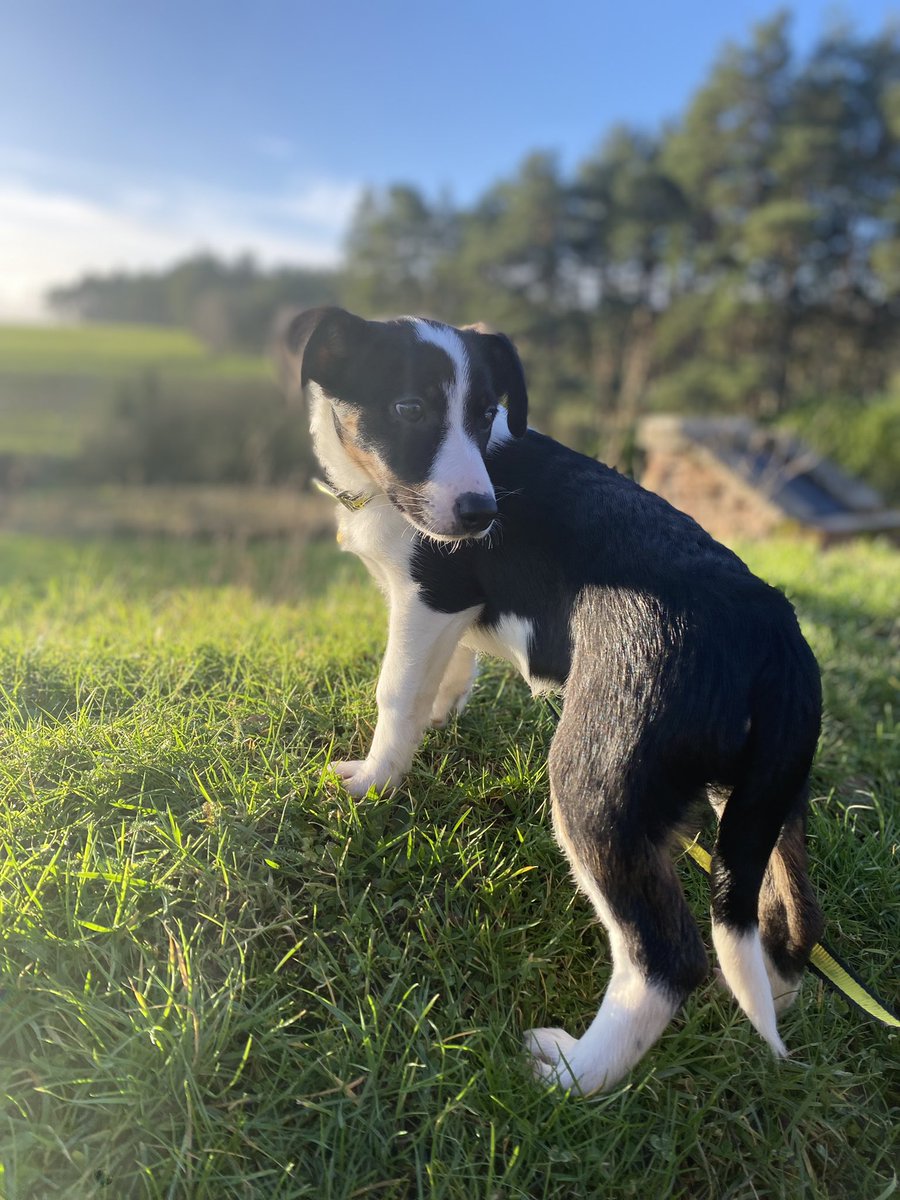DT_Cumbria's tweet photo. Sherry 13 week old collie x puppy looking for her furever home. https://t.co/e31rPnJZ28 #collie #colliex #adoptme #Dog @DogsTrust https://t.co/8qrfSEMdF1
