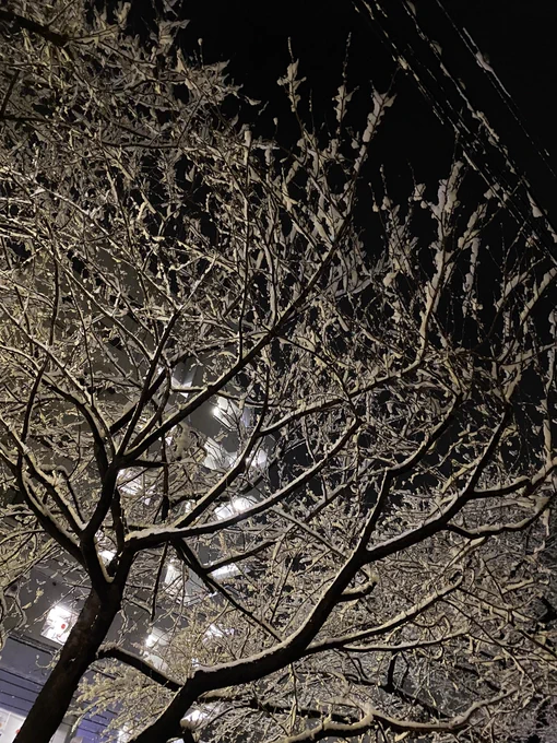 去年の1月6日は東京雪降ったよね… 