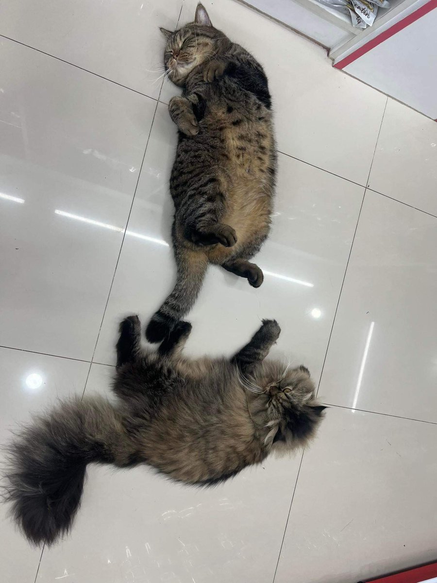 NaNiJunG1998's tweet photo. เรียกรถดับเพลิงก่อน
#Innerfamilys #CatsOfTwitter #cats #CatsOnTwitter #Mutung #Tikger #แมวน่ารัก #ทาสแมว #แมวอ้วน #มีมแมว https://t.co/fX5bAsZLao