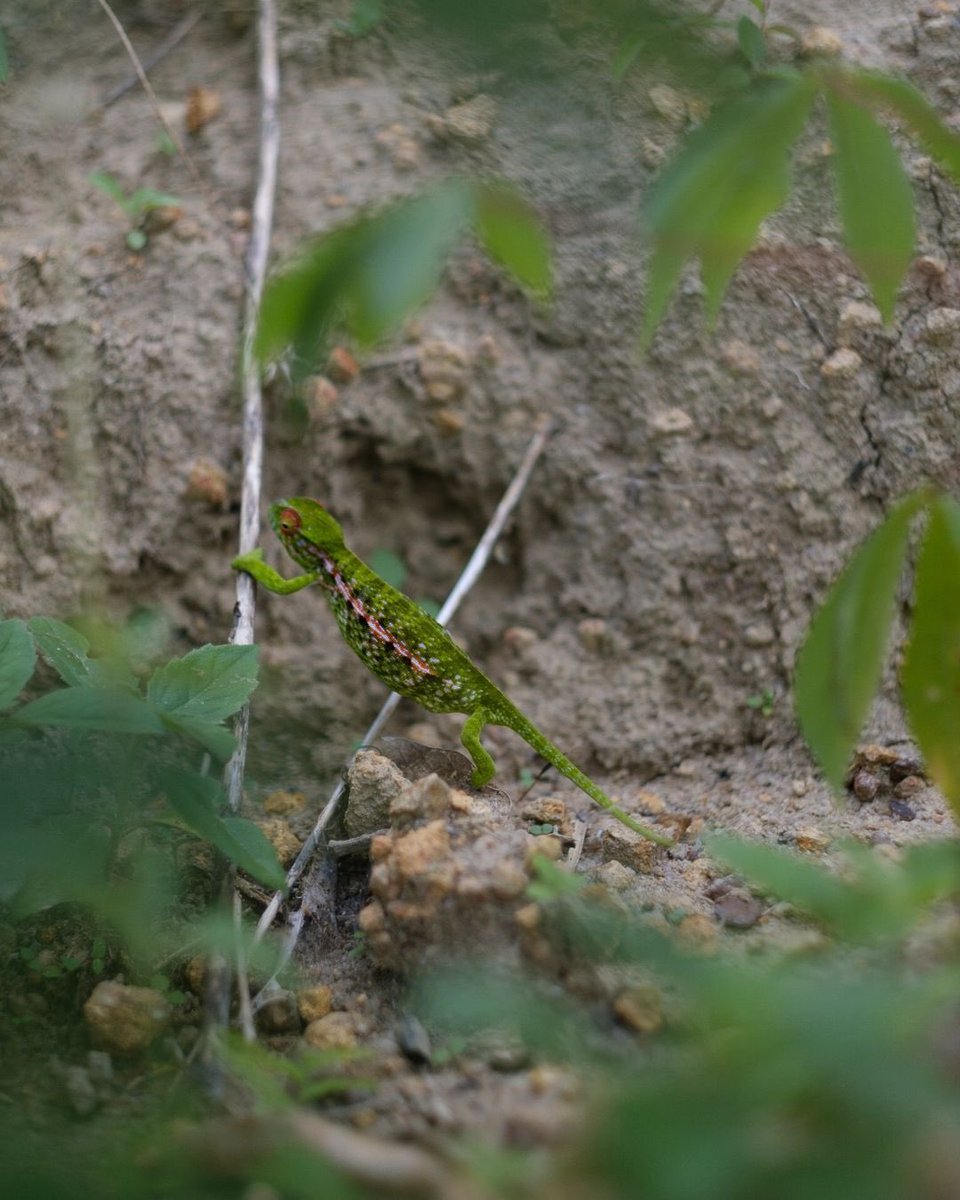 EcosiaTR's tweet photo. Ağaçları dikmek ve korumak, aynı zamanda biyolojik çeşitliliği de korumak demektir 💚 Ormanlar çoğaldıkça hayvanlar daha kolay yiyecek, barınak ve eş bulabilir. https://t.co/aNnfFhhoAj