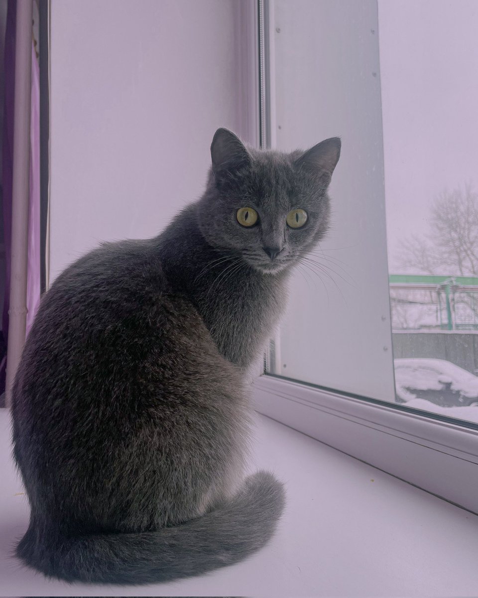 sheenpippin's tweet photo. 🐈💜 https://t.co/SPZRURx9Tw