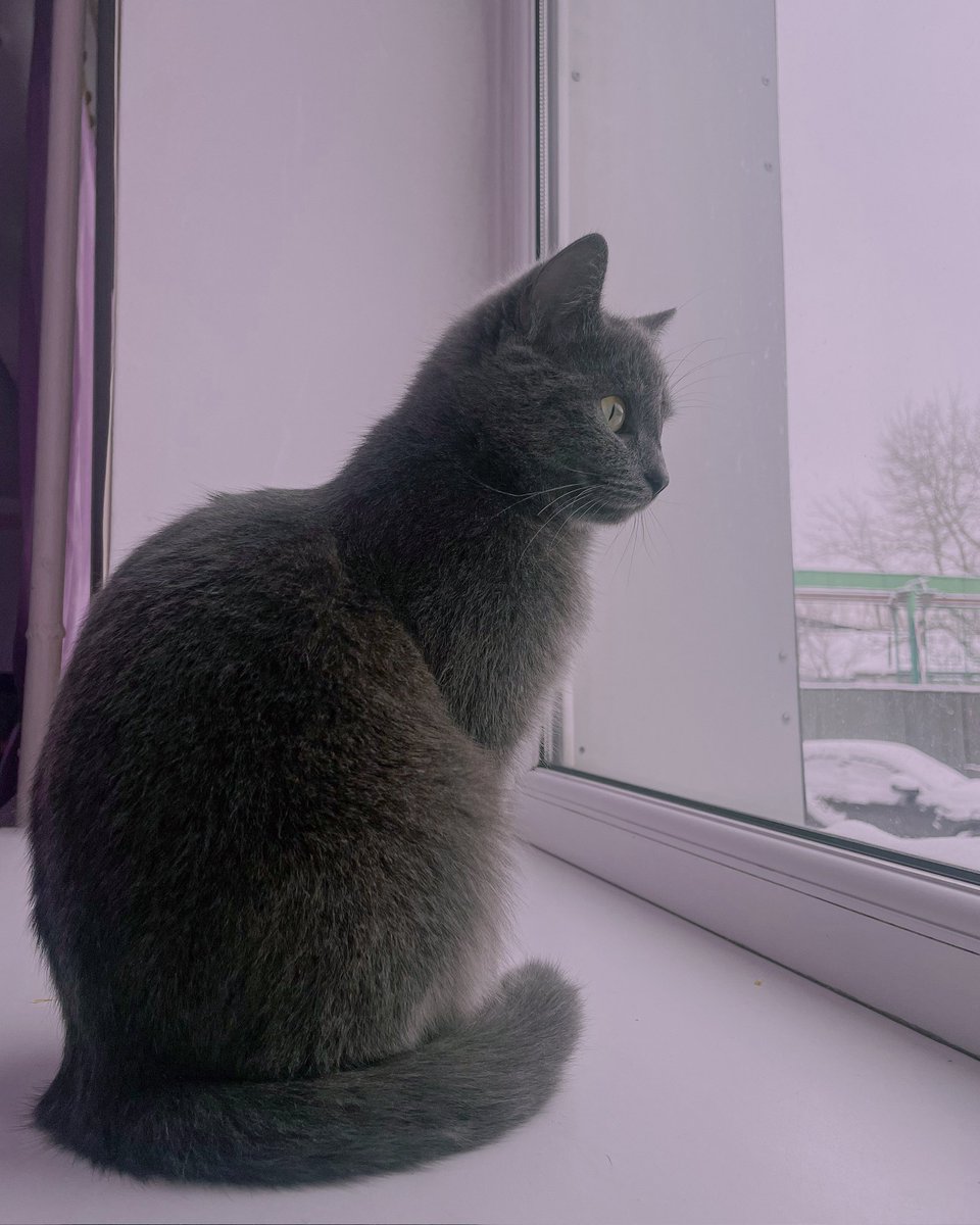sheenpippin's tweet photo. 🐈💜 https://t.co/SPZRURx9Tw