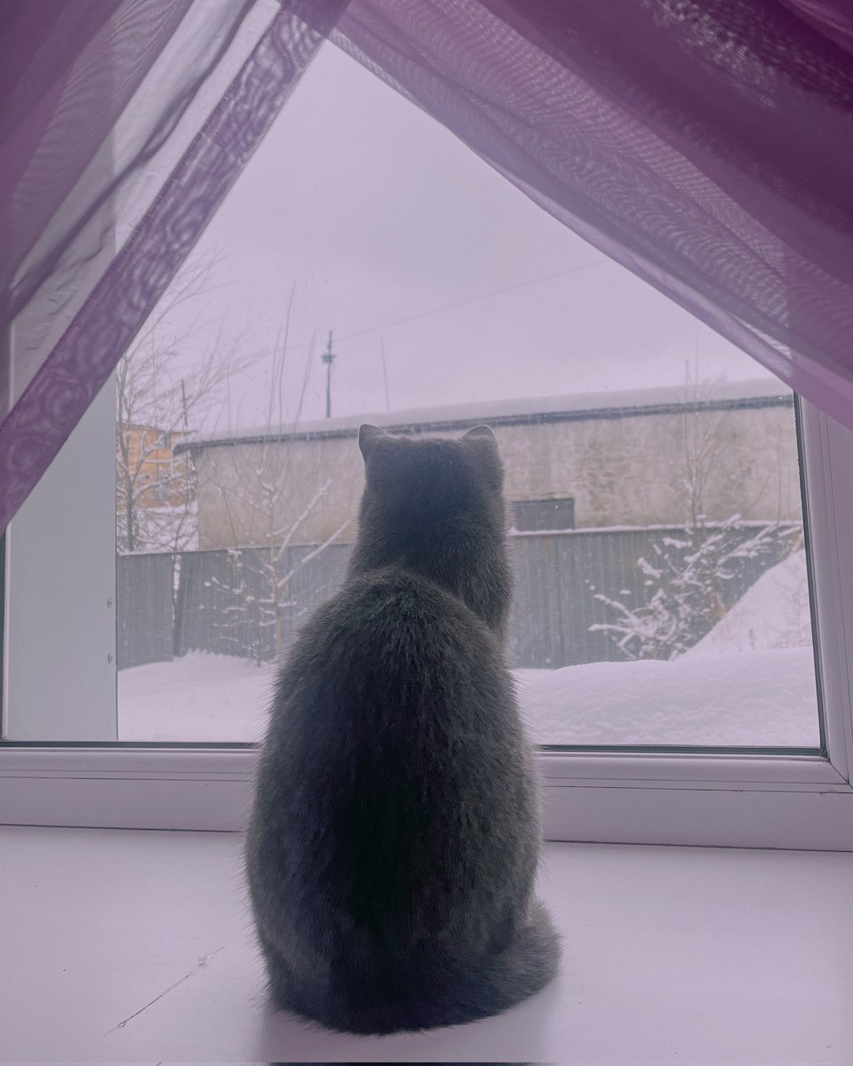 sheenpippin's tweet photo. 🐈💜 https://t.co/SPZRURx9Tw