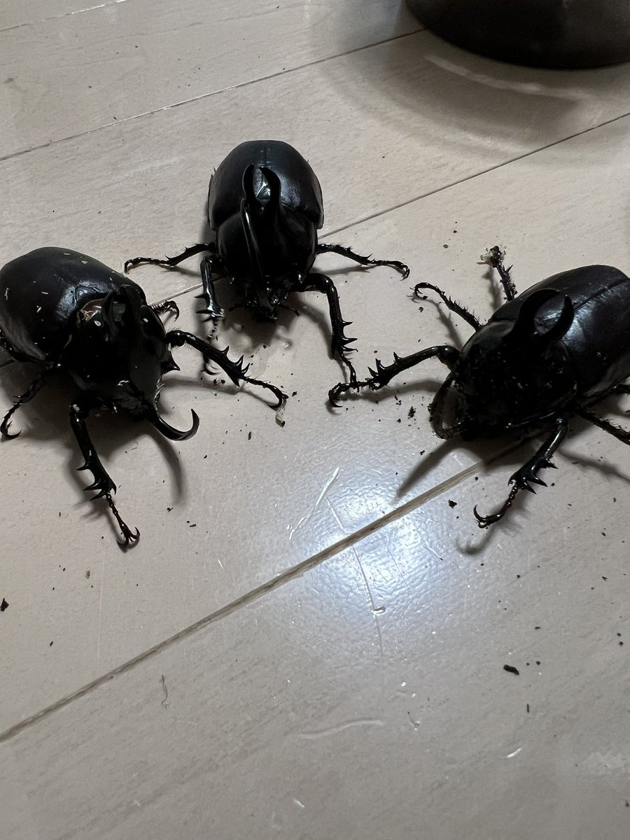 mini_schna1012's tweet photo. 明後日1/8(日)アクアリウムバスにローゼンさんと出店します！

今回はゾウカブトを見て触れてもらいたいなと思ってたのに羽化間に合わず😂
代わりに兎年だからという訳では無いですが、ビルマニクスを持って行きますので気軽に遊びに来てください🙇
 #アクアリウムバス2023 https://t.co/UbnupGH25H