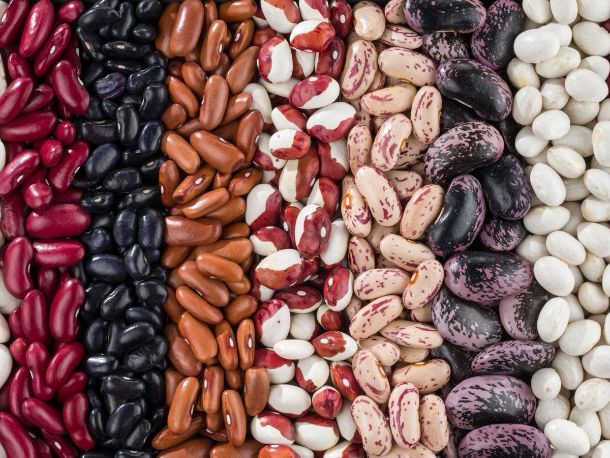 Beans have been a food staple for millennia. Research is making sure we can sustainably grow and enjoy beans for years to come: bit.ly/MRF-breeding-b…  #NationalBeanDay
