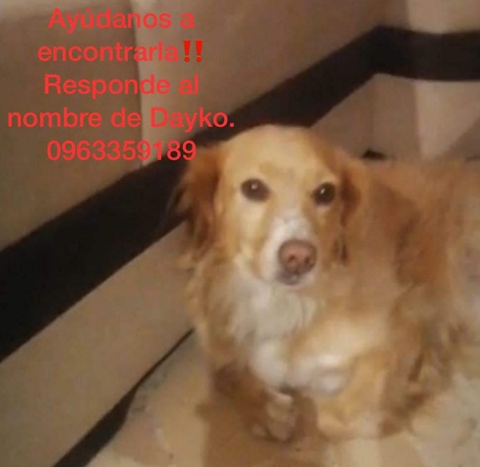 AlertaMePerdi's tweet photo. #PERDIDA #GUAYAQUIL
Nombre: #DAYKO
Fecha: 01/12/22
Sector: Norte, San Felipe Mz. 124.
Sexo: Hembra.
Raza: Mestiza.
Obsv.: Como un Golden Mini, juguetona, muy imperactiva, está esterilizada y porta collar.
Contacto: 0963359189
¡Ayúdala a volver con su familia!
#AlertaMePerdí https://t.co/Kjq4Rl4sUd
