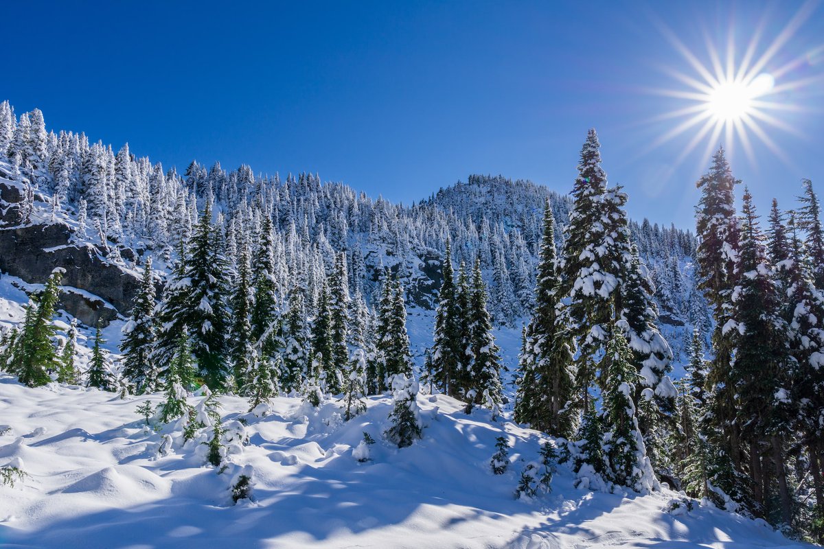TreeCanada's tweet photo. We would like to thank @Northern_Health for supporting the planting of 1700+ trees in British Columbia as part of our #NationalGreeningProgram, in recognition of the incredible work and contributions of their staff and physicians during the #COVID19 #pandemic. https://t.co/9reUKTWEGL