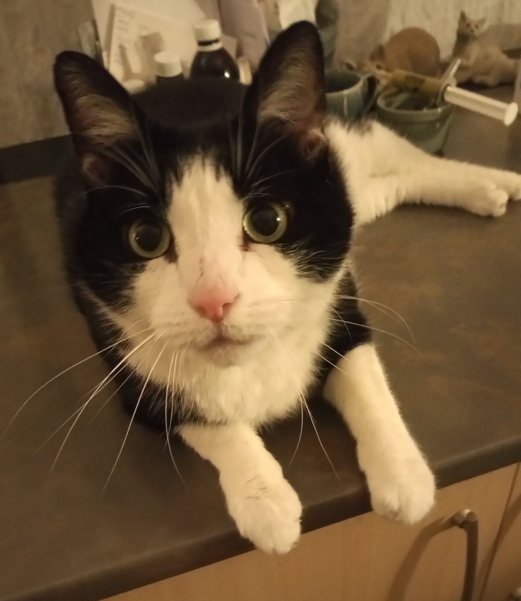 MartineNouche's tweet photo. @rachel__elliott @adrian_adavis @TheStourbridge Just had a teensy bit of the cream with the penultimate mince pie... caught THIS boy licking it whilst I put the kettle on! ๐ฎ
#GuiltyAsCharged #notmemum https://t.co/XrEvgturph
