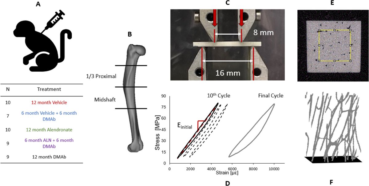 The Journal of Bone and Mineral Research tweet media