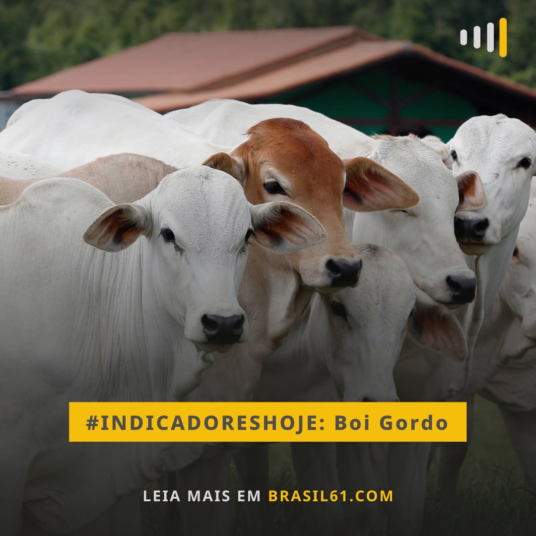 brasil61_'s tweet image. O preço do quilo do frango congelado diminuiu 0,13%, e o produto é vendido a R$ 7,47.

Leia mais em bit.ly/3X7xbme

#Agronegócios #BoiGordo #Frango #Suíno